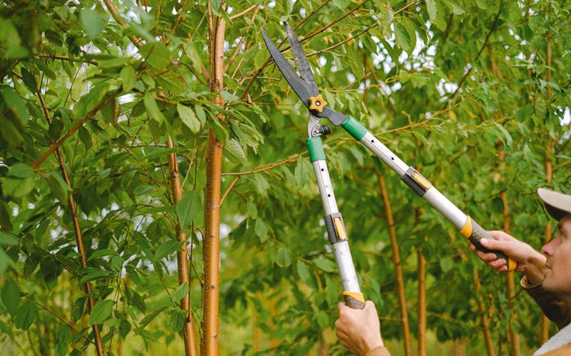 Tree trimming in Parishville, NY